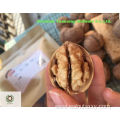 AAA grade Chinese Walnut Kernels Light Pieces